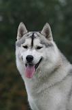 SIBERIAN HUSKY 1041